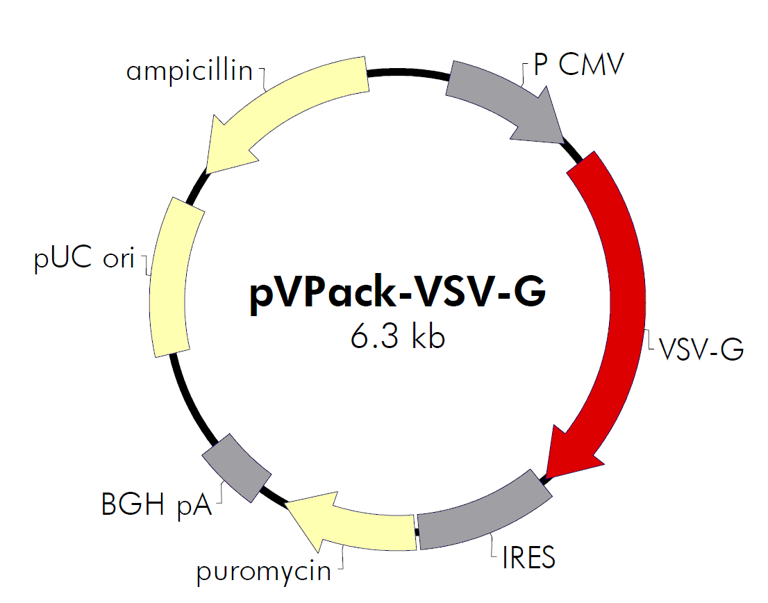 pVPack-VSV-G载体图谱